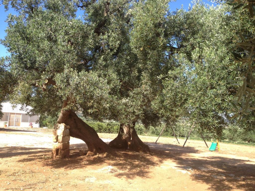 Вилла Masseria Casamassima Agriturismo Остуни Экстерьер фото